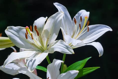 Lilies White Lilies Petals Close Up Wallpapers Hd Desktop And