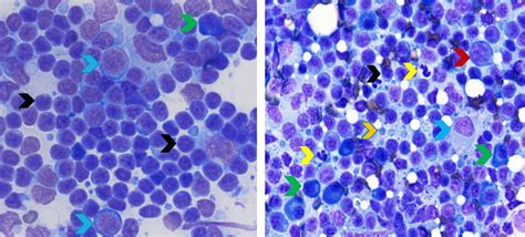 Color Atlas Of Canine Lymph Node Cytology • Mspca Angell