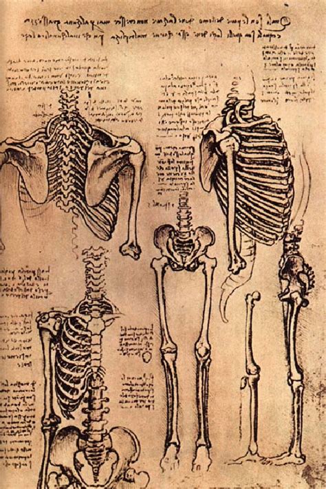 Creative Sketchbook Leonardo Da Vincis Anatomical Art