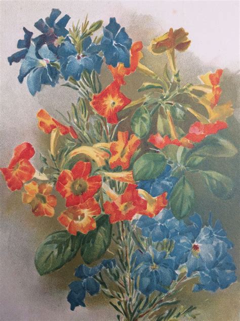 1898 Beautiful Large Antique Flower Print Matted And Available Framed