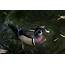 Wood Duck Picture  Photo Information