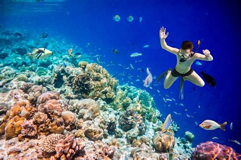 Carefully Select Your First Snorkeling Ocean Surfari Charters