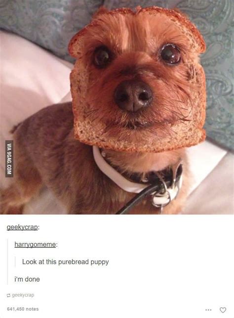 Im Done Funny Dog Pictures Cute Animals Funny Dog Captions
