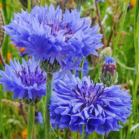 Cornflower Seeds Tall Blue Flower Seeds In Packets And Bulk Eden