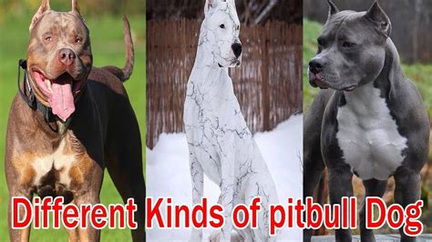 Different Types Of Pit Bulls Breeds Pit Bulls Dogs Youtube