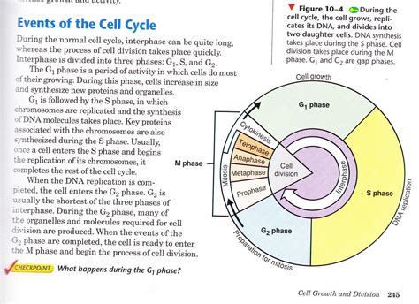 Cell Cycle Mitosis And Cytokinesis Diagram Quizlet