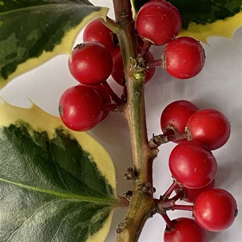 Holly Berries Maturity Graduating Set Of 6 Veiner Botanically Correct