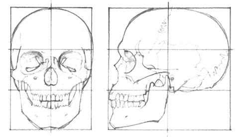 Human Skull Drawing Reference At Getdrawings Free Download