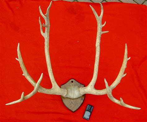 Pere Davids Deer Antler Skull Cap And Antler Mount Antler Mount Deer