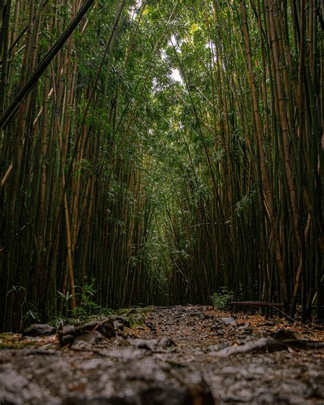 Bamboo Tree Pictures Download Free Images On Unsplash