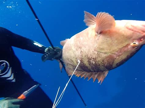 Spearfishing Giant Bahamas Grouper Ryan Myers Expeditions Newsbreak