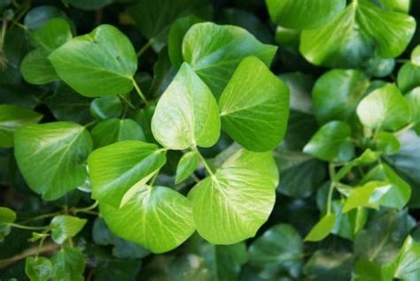 13 Different Types Of Ivy Plants With Pictures Conserve Energy Future