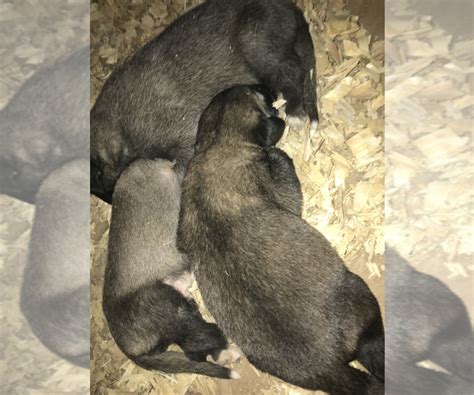 Email us via email (galgamenti.kangal@gmail.com) looking for 4 puppy (male) owners. View Ad: Kangal Dog Litter of Puppies for Sale near ...