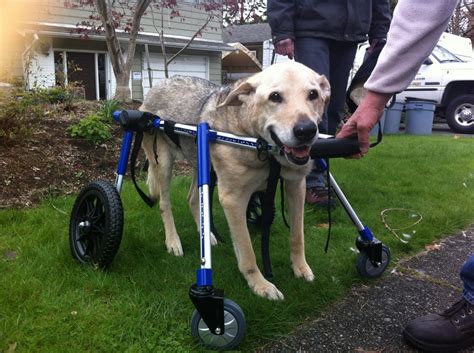 Wheels For Dogs Dog Wheelchairs Dog Carts Handicapped Pets Canada