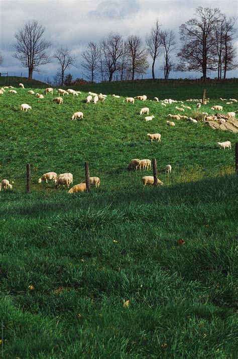 Sheep Grazing In A Pasture On A Hill By Deirdre Malfatto