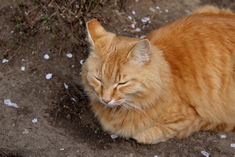 猫 赤猫 動物 · Pixabayの無料写真