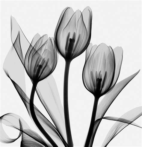Black And White Tulips Shower Curtain Tulips By Albert Koetsier