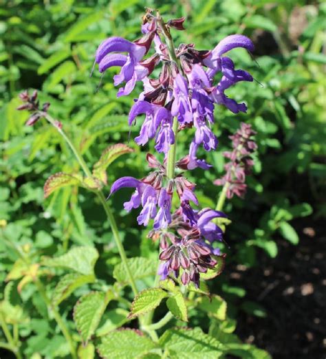 Outdoor And Gardening Seeds And Seed Bombs 100 Red Sage Seeds Chinese Sage