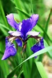 Free photo: Purple lily - Flower, Lily, Pond - Free Download - Jooinn
