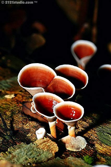 Best 408 Fungus Ideas On Pinterest Fungi Mushrooms And Braid