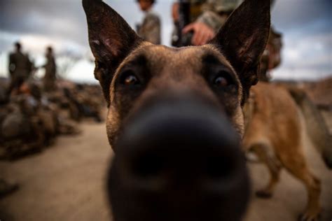 Moaa Heres How To Adopt A Military Working Dog