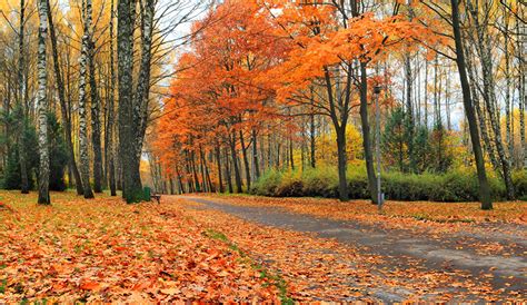 Autumn Season Autumn Season Colorful Leaves · Free Photo On Pixabay