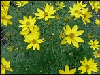 ZAGREB COREOPSIS – Hinsdale Nurseries