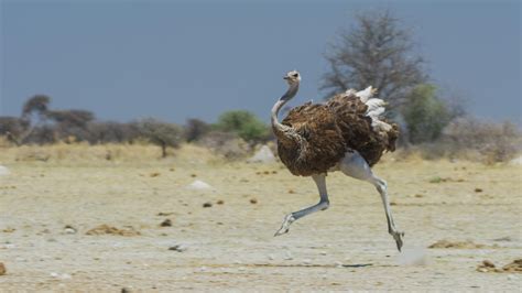 Ostrich In Flight Rnatureismetal