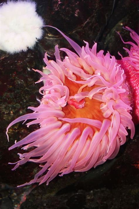 Pink Anemone Life Under The Sea Underwater Animals Sea Life
