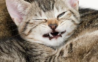 It controls the involuntary actions of the body. Cold In Your Cat: Holistic Remedies For The Cat Flu ...