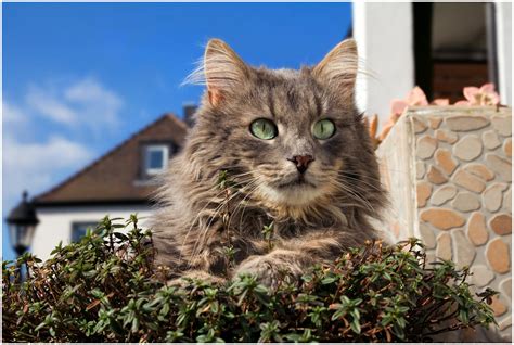 Wallpaper Garden Whiskers Wild Cat Chat Fauna Garten Vertebrate