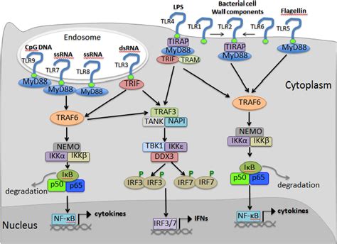 schematic illustration of toll like receptors tlr mediated signaling download scientific