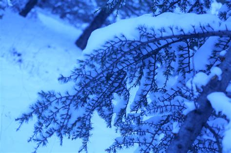 Free Images Snow Winter Nature Trees Cold Blue Branch Freezing