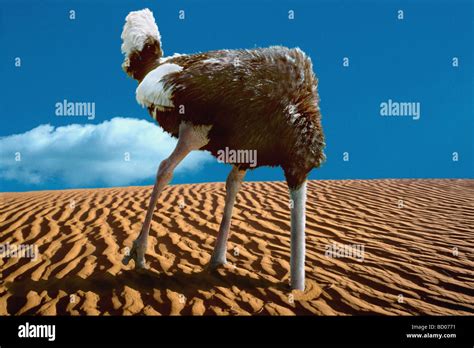 Ostrich Head In Sand Stock Photo Alamy