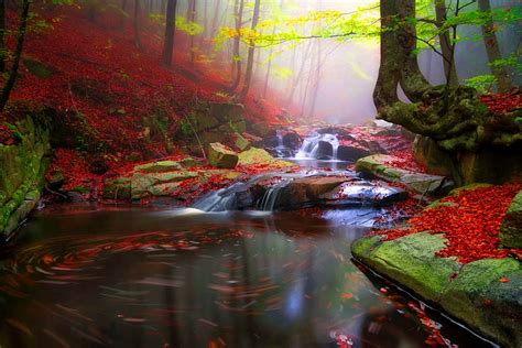 Autumn Forest Fall Forest Stream Autumn Creek Bonito Trees