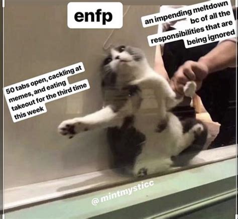 enfp personality myers briggs personality types cat memes clean sexiezpicz web porn