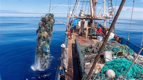 Scientists Discover Coastal Marine Life Thriving On Plastic Ocean Trash