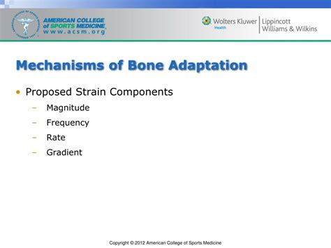 Ppt Chapter 3 The Skeletal Articular System Powerpoint Presentation