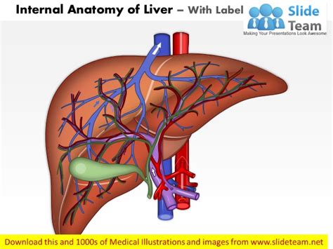 These include production of bile, metabolism of dietary compounds, detoxification, regulation of. Internal anatomy of liver medical images for power point