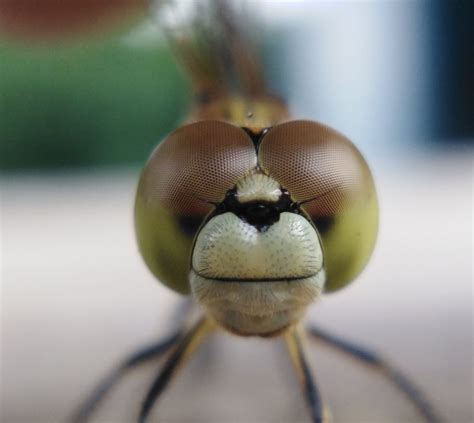 Close Up Of A Dragonfly Head Pixahive