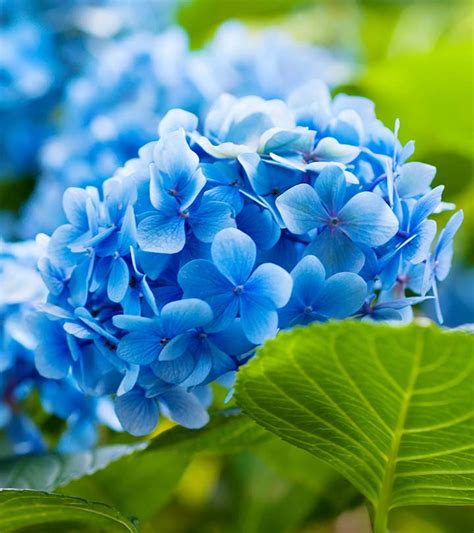 25朵最美丽的蓝色花朵 Bob最新版下载地址旧版本