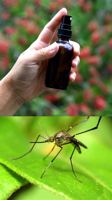 Homemade Natural Mosquito Repellent ( 2 Easy Recipes that Work Wonders ...