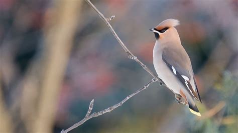 Light Grey Waxwing Bird Is Standing On Stick In Blur Background Hd