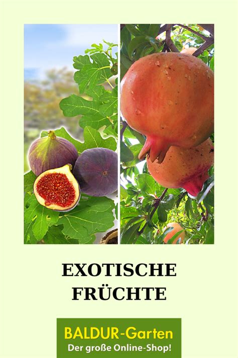 Kauf auf rechnung (und andere zahlarten).bis zum 31.08. Exotische Früchte | Obst für Pflanzkübel bei BALDUR-Garten ...