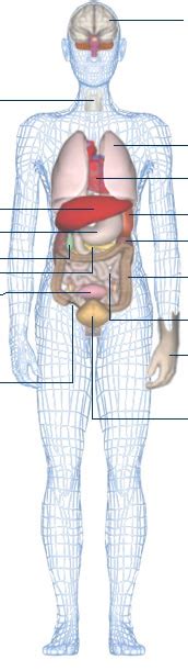 Abdominal organs diagram google search. BBC - Science & Nature - Human Body and Mind - Anatomy ...