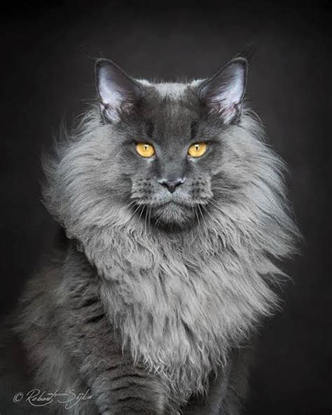 Idk But This Looks Like A Lion Cat To Me Ronperlmancats