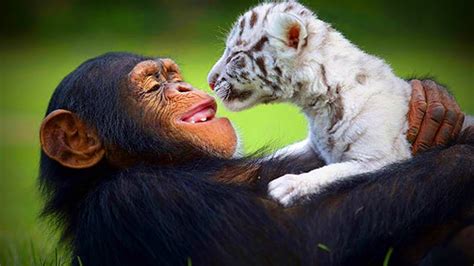 Animals Best Friends 🐶🐱 Unbelievable Animals Friendship Full Funny
