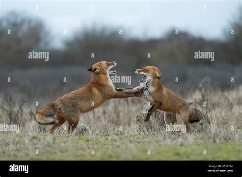 Red Fox Foxes Vulpes Vulpes Two Adult In Agressive Fight