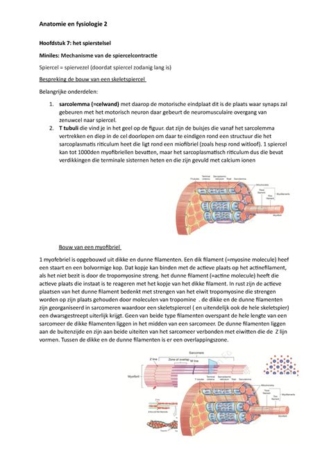 Minilessen Hoofstuk Zes En Zeven Van Anatomie En Fysiologie 2 Pieter