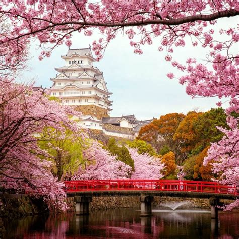 Japanese Cherry Blossom Or Sakura Trees Garden At Himeji Castle In